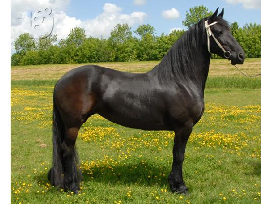 ΕΠΕΙΓΟΝ σπίτι που απαιτούνται για Frisian mare μου - αυτή είναι δωρεάν Κέεσχοντ Κέεσχοντ...
